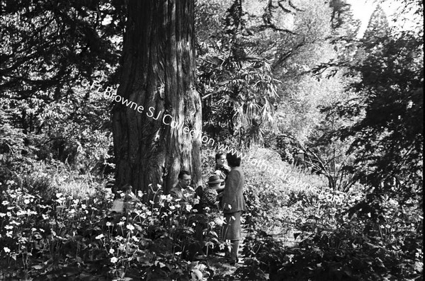 BIRR CASTLE  GROUP UNDER MACROCARPA INCLUDING LADY DE VECI  MR AND MRS KITTERICH